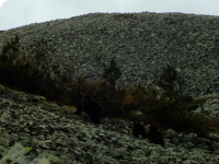 медведица с медвежатами, фото Тэсака Ергуша